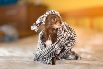 little brown Chihuahua puppy under the checkered handkerchief on the sofa.