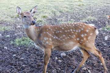 Naklejka na ściany i meble A young spotted deer close up