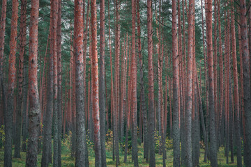 Picturesque view on valley of a national park. Trees changing colors in foothills.  Colorful Autumn day at Ogres Zilie kalni.