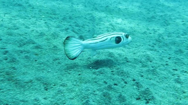 Manila-Kugelfisch (Arothron manilensis), Pintuyan, Panaon Island, Southern Leyte, Philippinen