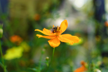 Bee on a flower