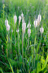 blossoming grass family