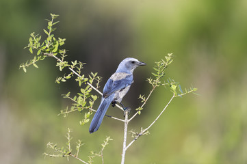 Florida Scrub Jay (aphelocoma californica)