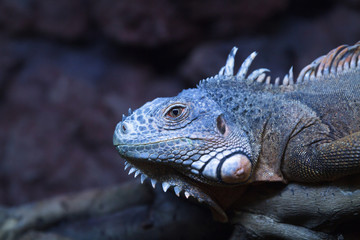 A close up view of a chamelion at night.