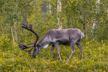 Reindeer eating