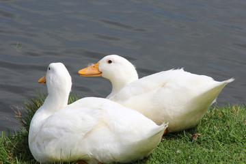 White Duck