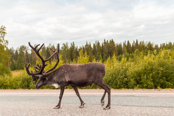 Reindeer on the road walking