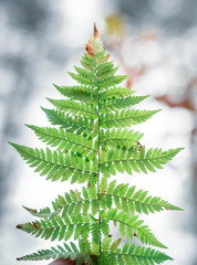 Organic forest ecosystem with berries, plants and mushrooms. Colorful nature inside of pine forest.