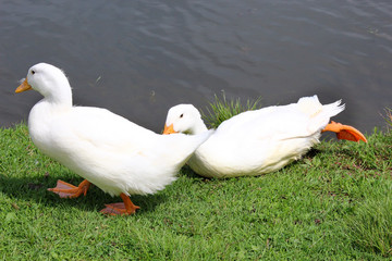 White Duck