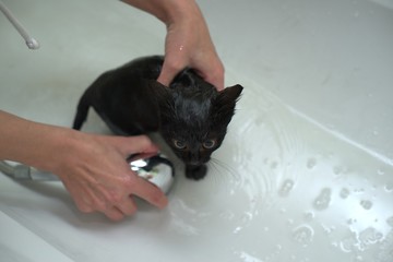 Black Cute Soggy Cat after a Bath, Funny Angry Little Demon. Pet Care