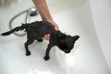 Black Cute Soggy Cat after a Bath, Funny Angry Little Demon. Pet Care