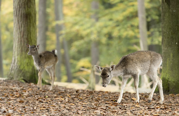 Naklejka na ściany i meble deer