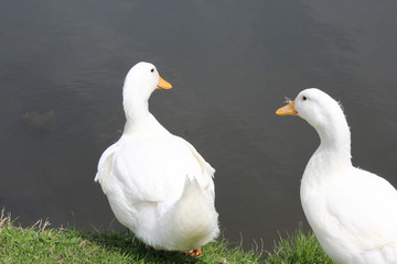White Duck