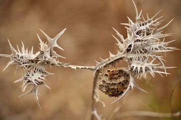 Nest of wasps hanging from the dry wild thistle