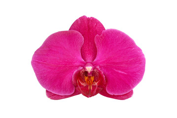 Fototapeta na wymiar purple orchid isolated on a white background