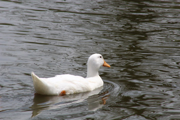 White Duck