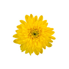 yellow  flower isolated on white background