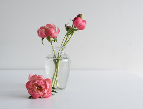 Fototapeta Coral peony on white table with glass vase of buds waiting to open (selective focus)