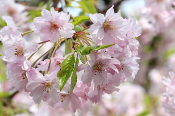 Pink cherry flowers