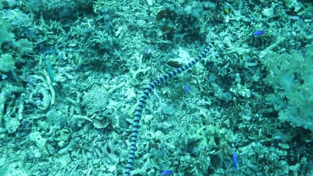 Gebaenderte Gelblippen-Seekobra (Laticauda colubrina), Pintuyan, Panaon Island, Southern Leyte, Philippinen