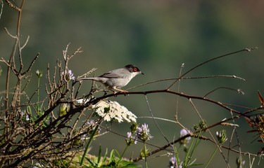 Black headed warbler, Sylvia melanocephala, Canary islands