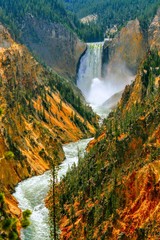 Lower Falls - Yellowstone