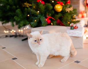 Obraz premium cat under the tree