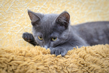 Naklejka na ściany i meble Gray kitten sucking on wool brown bedspreads