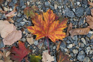 Colorful autumn leaves on the ground