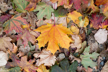 Colorful autumn leaves on the ground