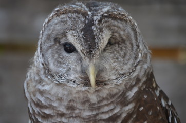 owl portrait
