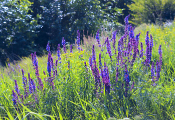 Foxgloves (digitalis purpurea) in full bloom. Colorful foxgloves - digitalis purpurea. A diversity of garden photos. Garden photo.   © diesel_80