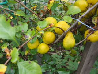 Bush quince fruit. Small yellow fruit. Garden Bush.
