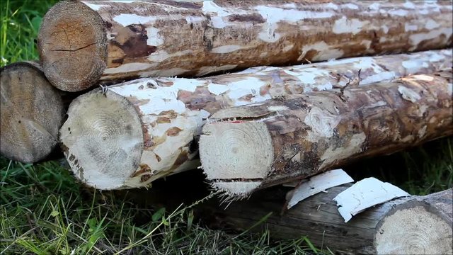 The worker does sawing in a log, which will serve as the basis for the floor in a wooden field with a chainsaw.