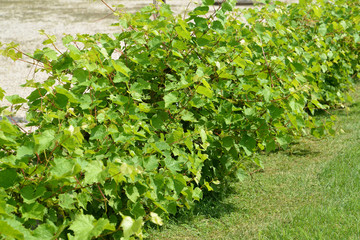 Fototapeta na wymiar Number of bushes of grapes (Vitis L.)
