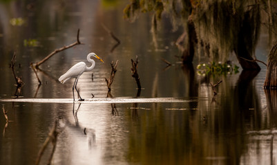 Great Egret with Fish