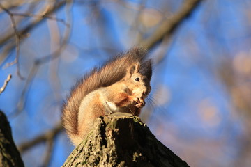 squirrel in the park