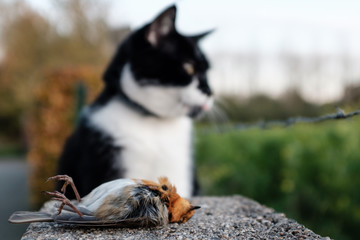 Killer cat with dead robin