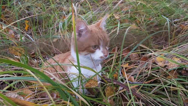  Cute white-and-red cat in a red collar in the grass. Cat is staring at something.