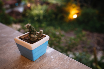 Cactus on wooden table with bokeh background.