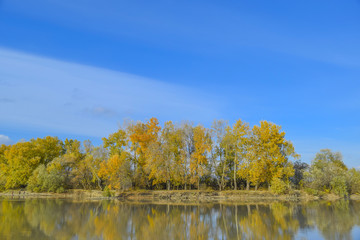 Autumn scenery of the river bank. Yellow leaves of poplars.