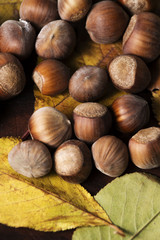 hazelnuts background