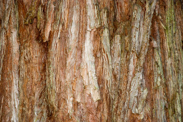 Baumrinde Mammut Sequoia