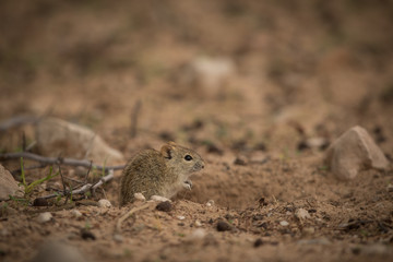 african_striped_mouse_1