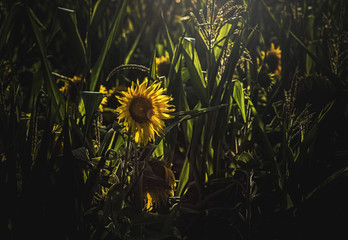Sonnenblumen im Sonnenstrahl