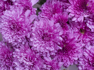 Beautiful purple asters flowers outdoors in the garden