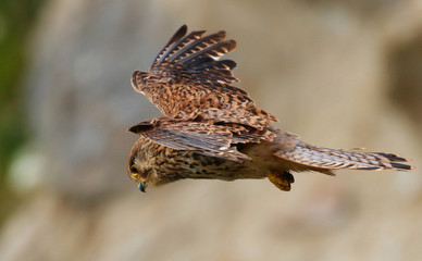 Kestrel in flight