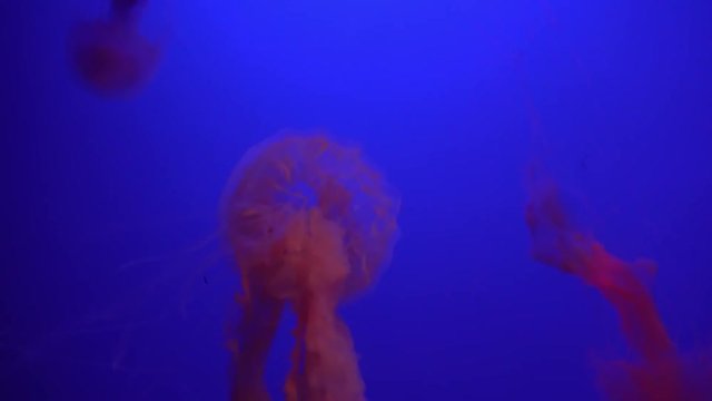 Beautiful Group of Jellyfish (Chrysaora fuscescens) Floating Through the Ocean in 4K (UHD)