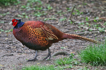 Male Pheasant