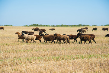Naklejka na ściany i meble Flock of sheep on the meadow